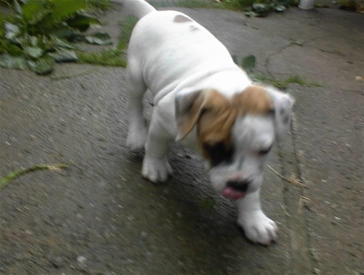 Blanding af racer SIGURD himmel hund ?? billede 5