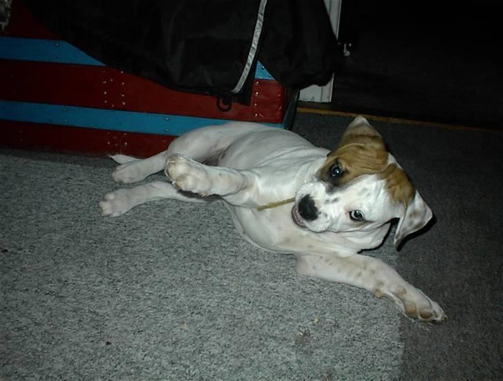 Blanding af racer SIGURD himmel hund ?? - 3 måneder billede 6