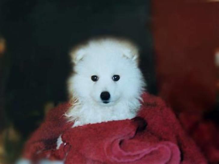 Japansk spids Klara (2001-2013) - 02: Lille Bitte Klara som hvalp. Nåårh hvor er hun bare kær :o) billede 2