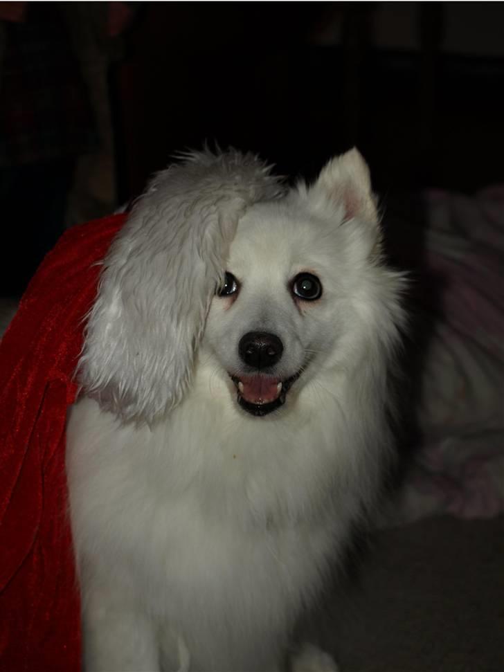 Japansk spids Klara (2001-2013) - 03: 20/12-08 - Julen 2008 :o) billede 3