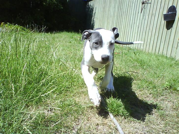 Amerikansk staffordshire terrier $ Amy $ R.I.P billede 15