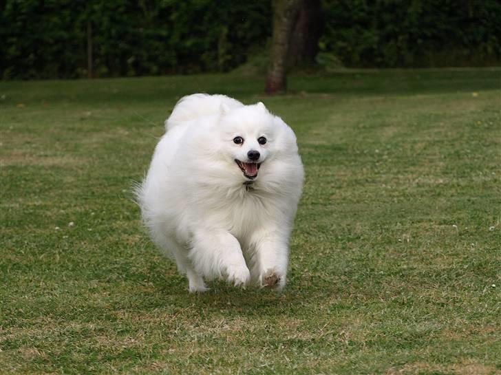 Japansk spids Klara (2001-2013) - 04: 28/06-09 - Vores "Pussy" billede 4