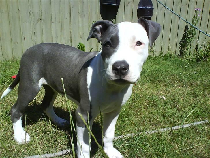 Amerikansk staffordshire terrier $ Amy $ R.I.P billede 16