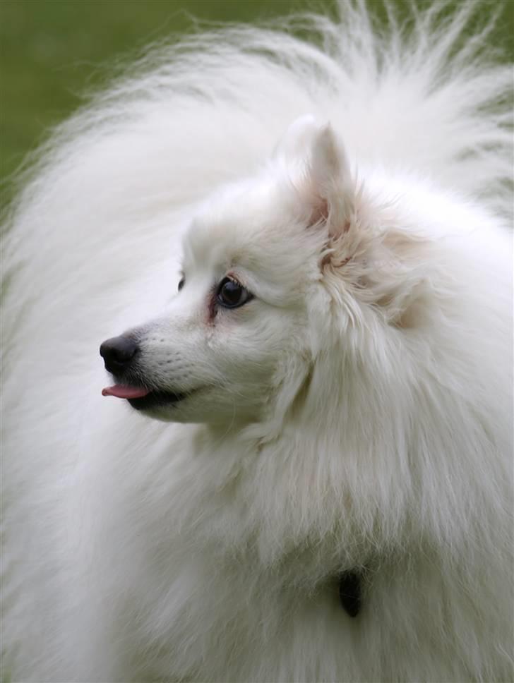 Japansk spids Klara (2001-2013) - 05: 21/05-09 - Ser jeg ikke sød ud? :-)) billede 5