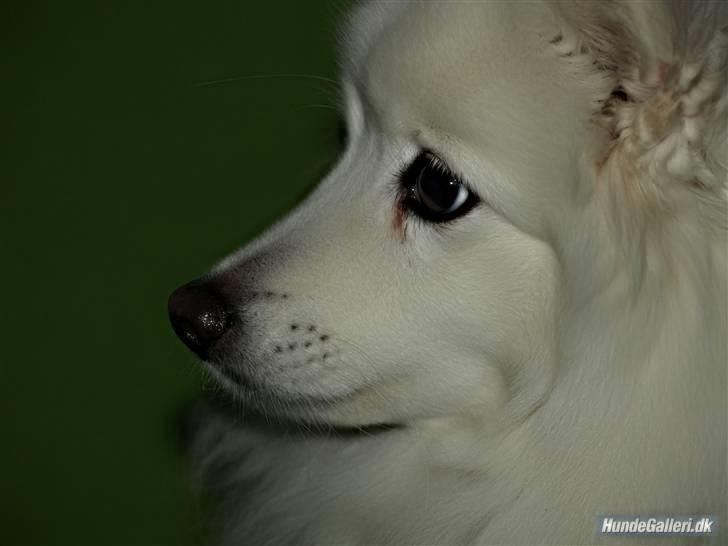 Japansk spids Klara (2001-2013) - 06: 21/10-08 - Gudeskøn billede 6