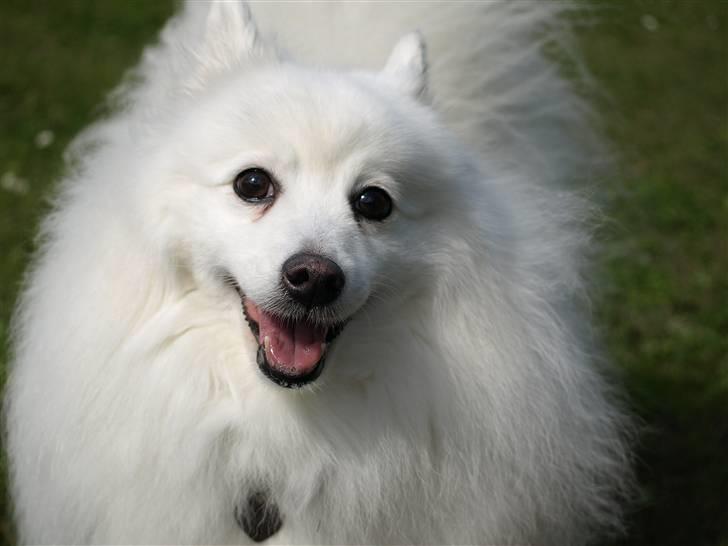 Japansk spids Klara (2001-2013) - 07: 21/07-09 - Klara med savl på læben - kært. billede 7