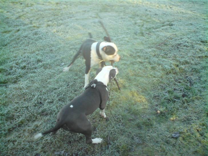 Amerikansk staffordshire terrier $ Amy $ R.I.P - 25.11.08 . Amy og Milo (amy`s far) billede 17