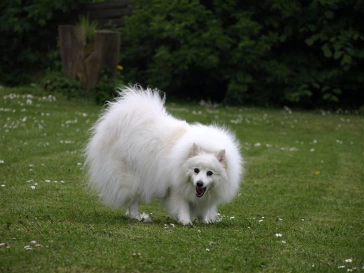 Japansk spids Klara (2001-2013) - 08: 21/05-09 - Klara som vi kender hende - altid med noget i munden ;o))) billede 8