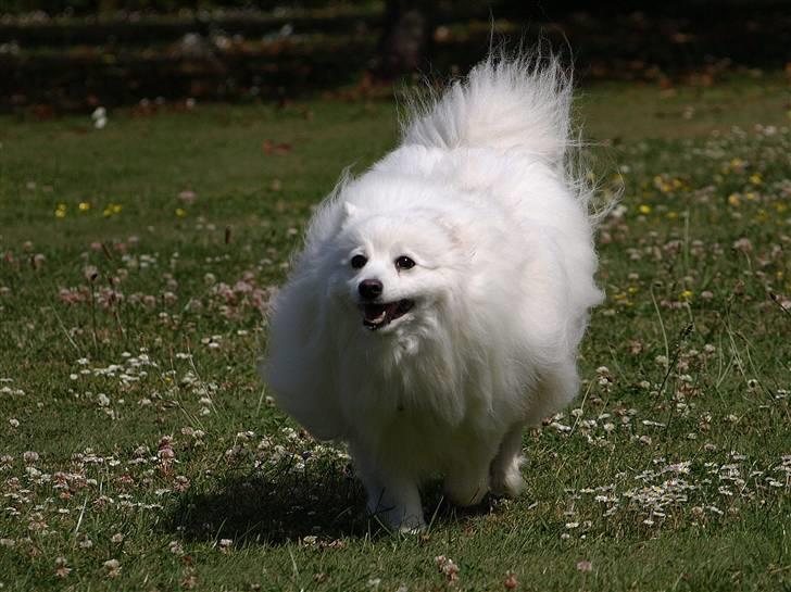 Japansk spids Klara (2001-2013) - 09: 10/07-09 - Klara kan også være hurtig billede 9