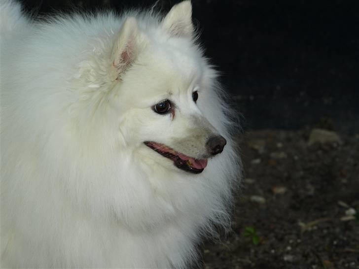 Japansk spids Klara (2001-2013) - 10: 24/07-08 - Klara beskidt, hun pøvede at grave hendes æble ned. billede 10