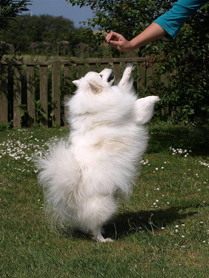 Japansk spids Klara (2001-2013) - 11: 10/07-09 - Gi´ mig, gi´ mig!! billede 11