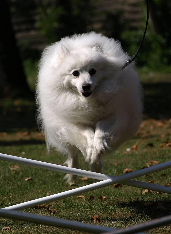 Japansk spids Klara (2001-2013) - 12: 02/07-09 - Spring i haven billede 12