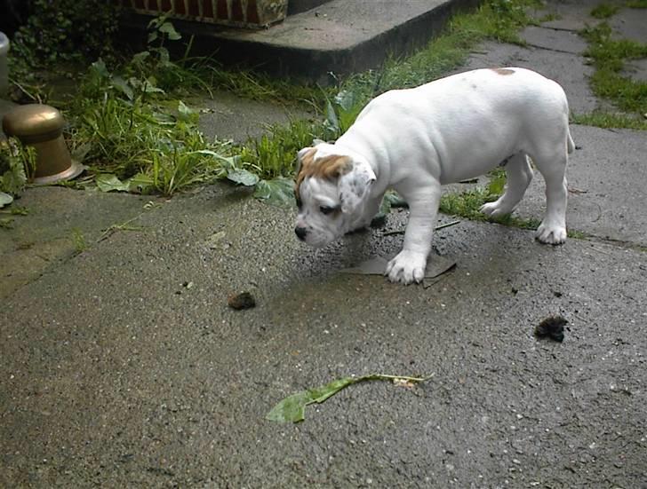 Blanding af racer SIGURD himmel hund ?? billede 7