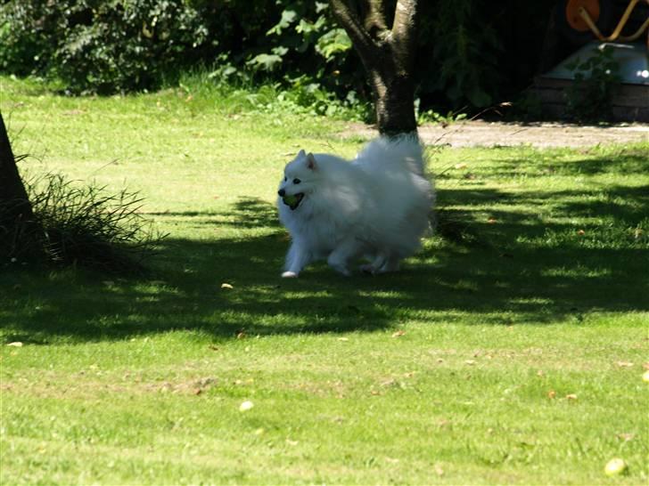 Japansk spids Klara (2001-2013) - 13: 24/07-08 - Det mit æble! billede 13