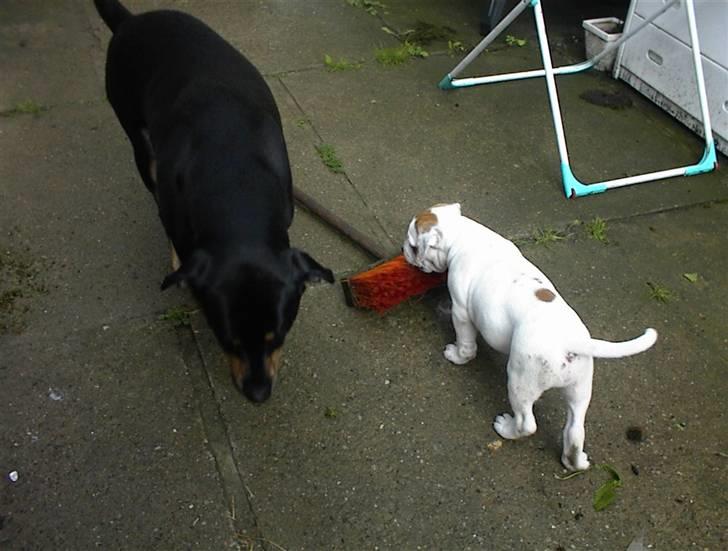 Blanding af racer SIGURD himmel hund ?? billede 8