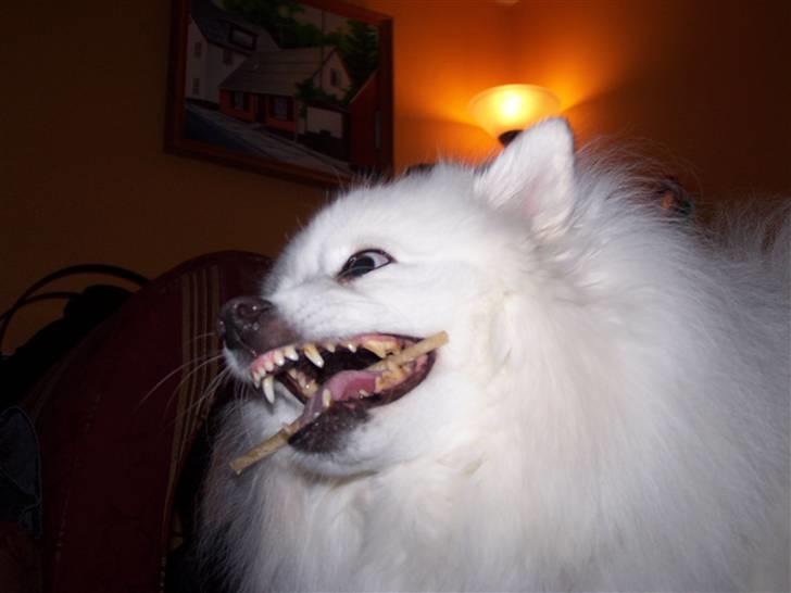 Japansk spids Klara (2001-2013) - 14: 14/04-08 - Mmm, tykkeben billede 14