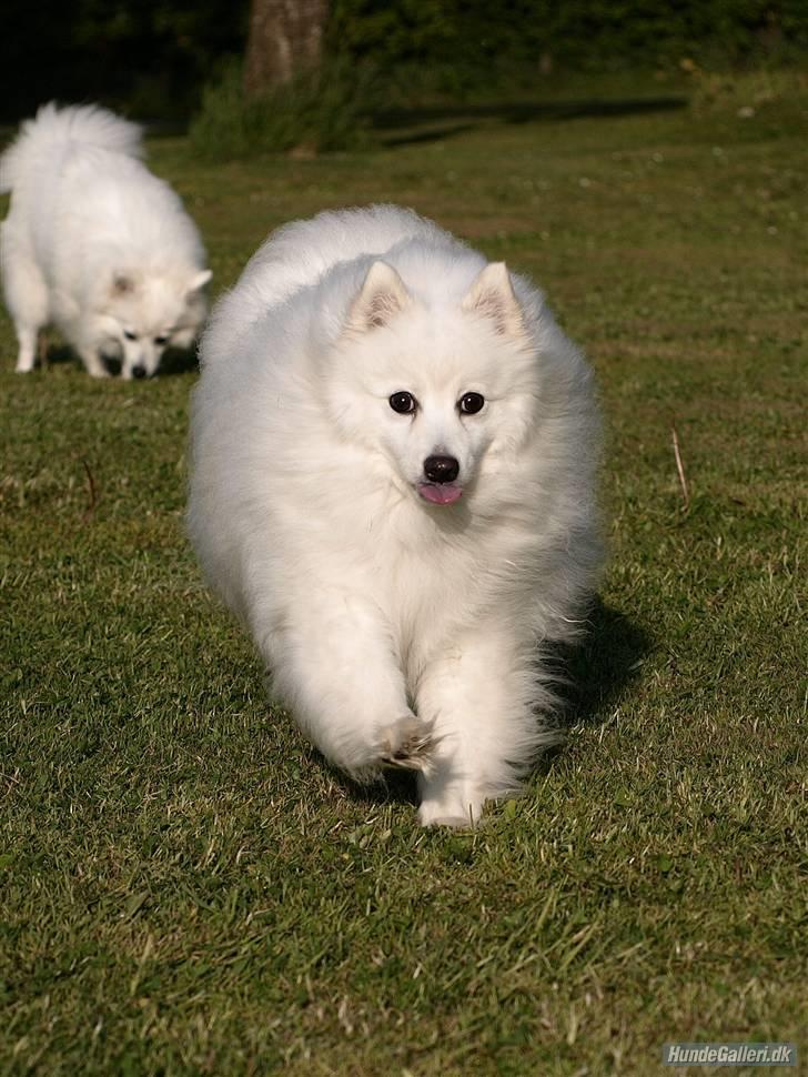 Japansk spids Klara (2001-2013) - 15: Lille Klara <3 billede 15