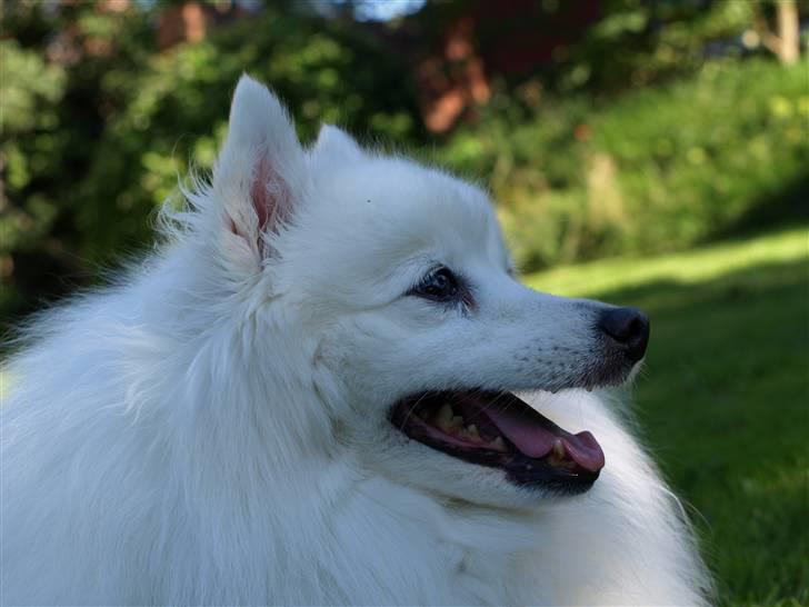 Japansk spids Klara (2001-2013) - 16: 24/07-08 - Glad :D billede 16