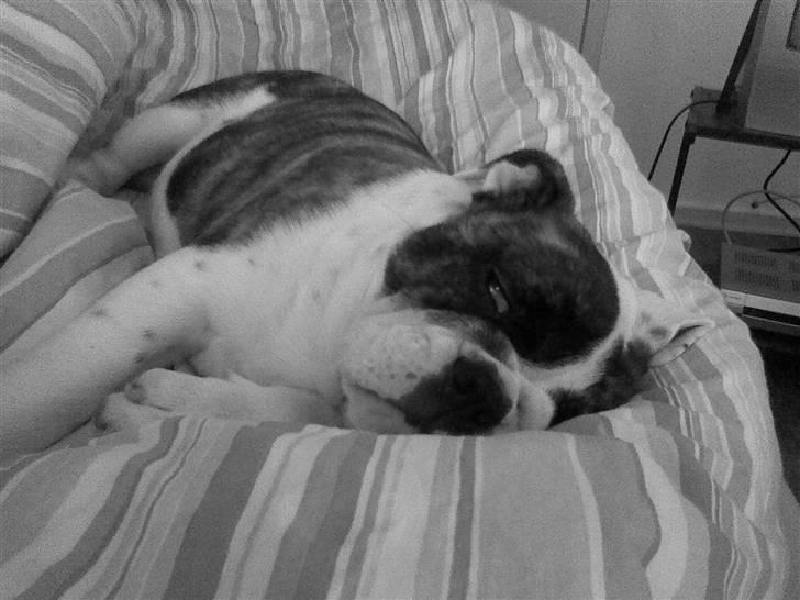 Engelsk bulldog » cecil «  - som lille, ligger og sover i min seng (; billede 16