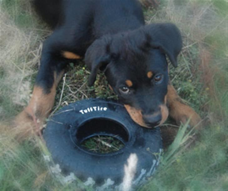 Rottweiler Tiba - Mit nye dæk, det er dejligt at gå amok med... billede 9