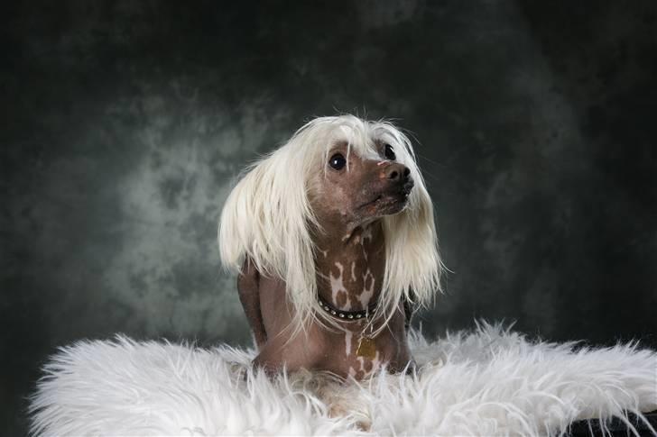 Chinese crested hårløs Aboo  billede 7
