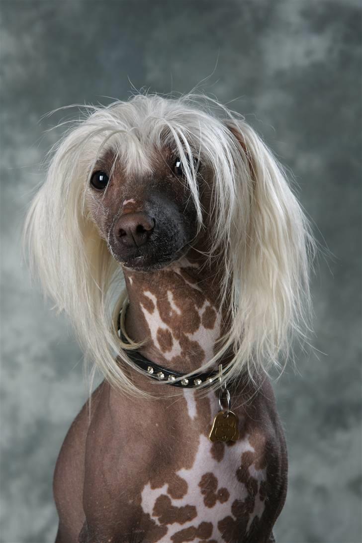 Chinese crested hårløs Aboo  billede 8