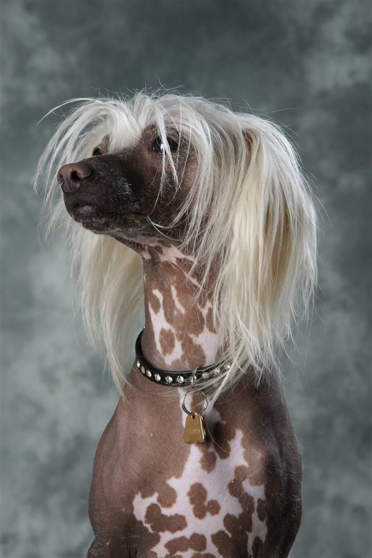 Chinese crested hårløs Aboo  billede 9