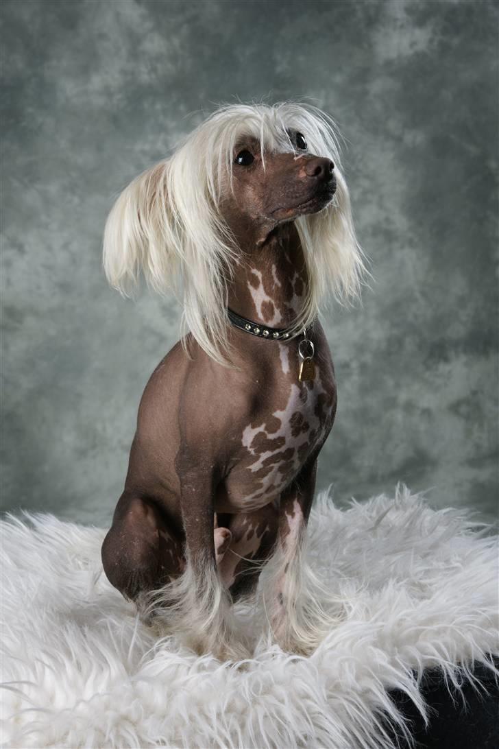 Chinese crested hårløs Aboo  billede 10