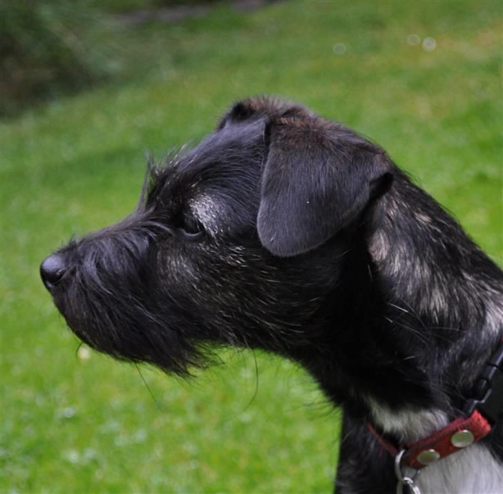 Blanding af racer hysse - se lige der ;P billede 18