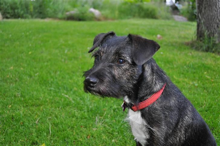 Blanding af racer hysse - flotte hysse  billede 19