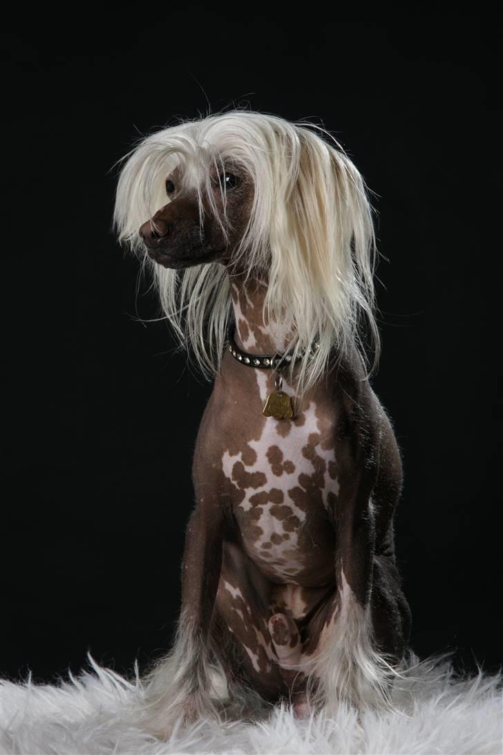 Chinese crested hårløs Aboo  billede 13