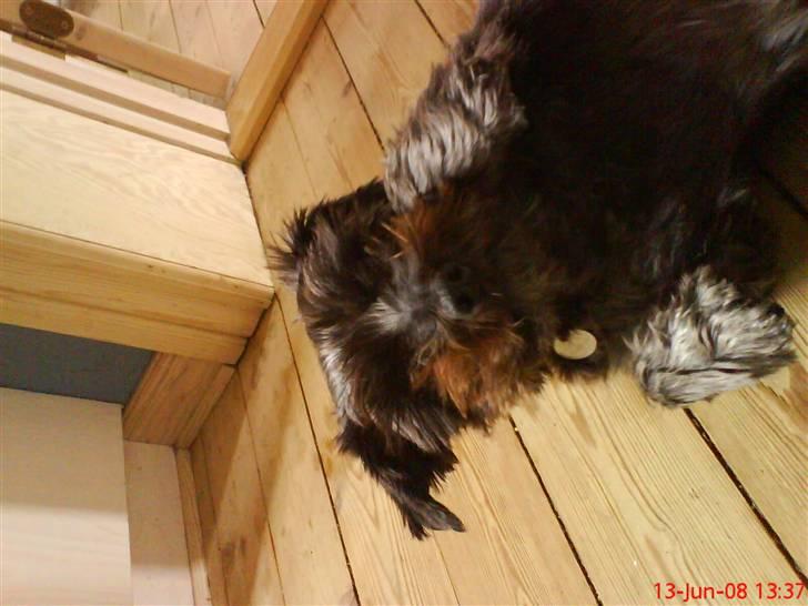 Blanding af racer Leica billede 10