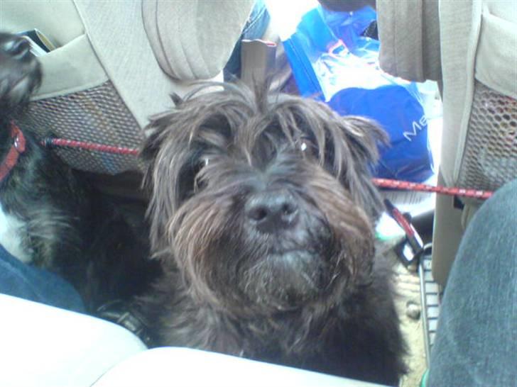 Blanding af racer Leica billede 11