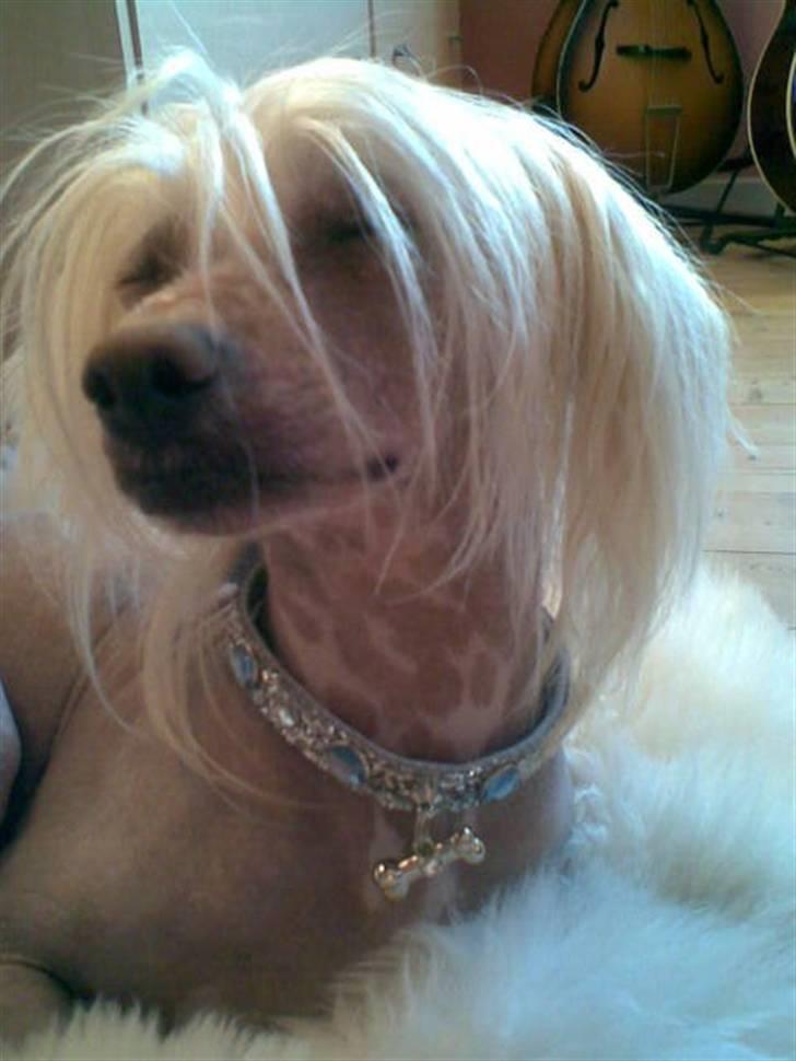 Chinese crested hårløs Aboo  billede 14