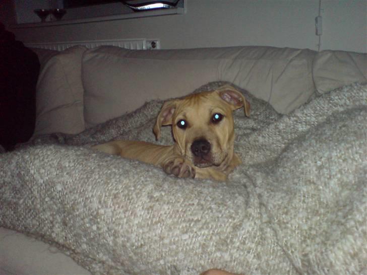 Blanding af racer Nellie billede 9