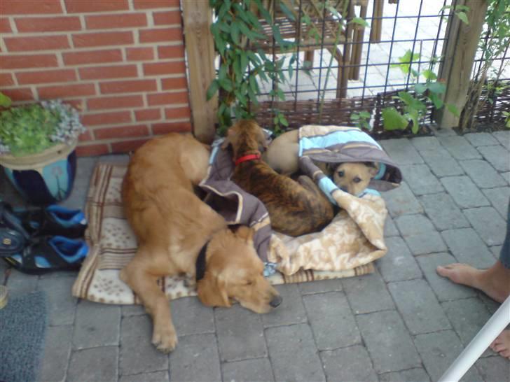 Blanding af racer Nellie billede 10