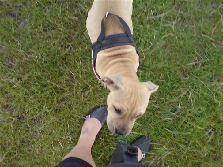 Blanding af racer Nellie billede 11