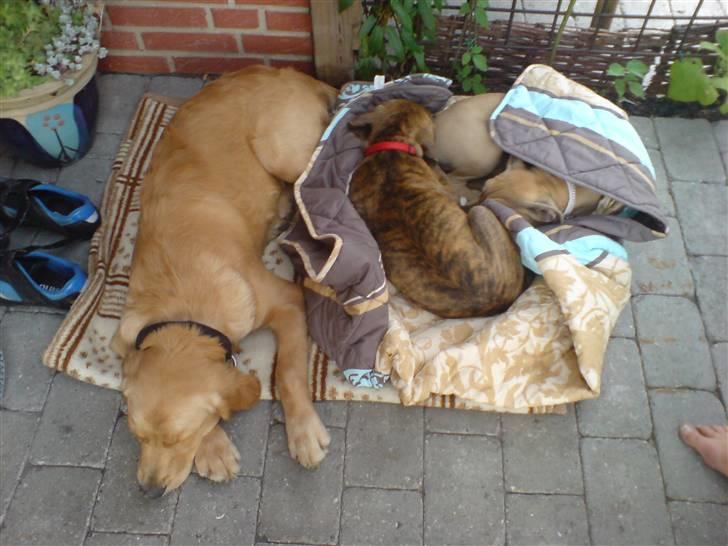 Blanding af racer Nellie billede 12