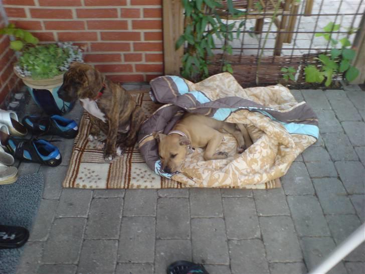 Blanding af racer Nellie billede 13