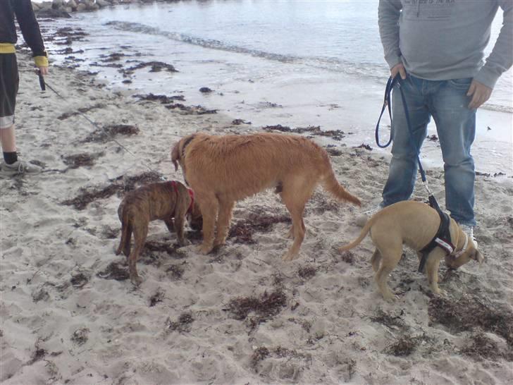 Blanding af racer Nellie billede 14