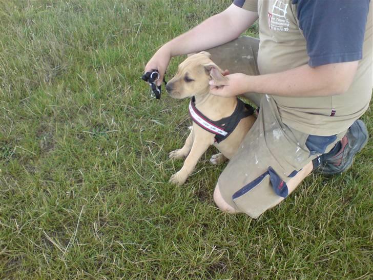 Blanding af racer Nellie billede 15