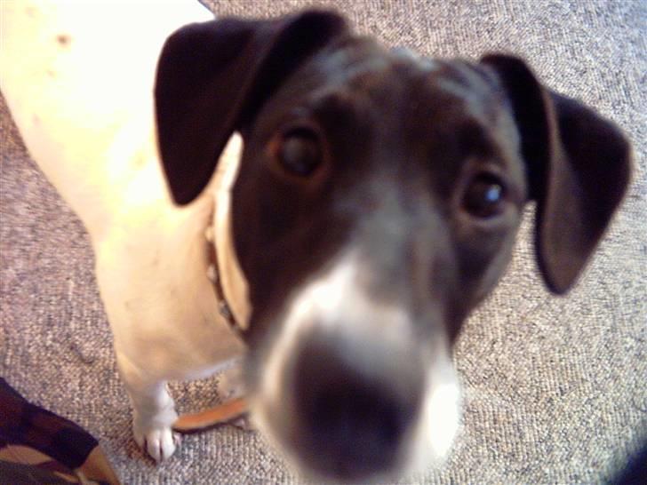 Dansk svensk gaardhund **Hundsen** - Hej.... hvad har du der? billede 9