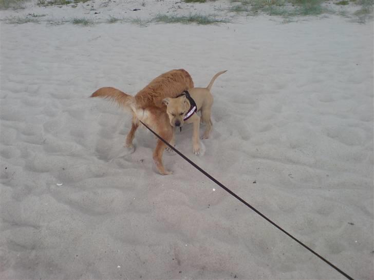 Blanding af racer Nellie billede 16