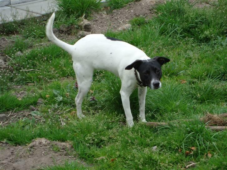 Dansk svensk gaardhund **Hundsen** billede 10