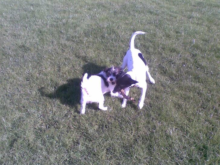 Dansk svensk gaardhund **Hundsen** - Hundsen og Totte leger med pind. billede 11