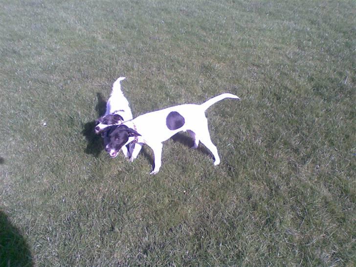 Dansk svensk gaardhund **Hundsen** - De leger stadigt med pind... billede 12