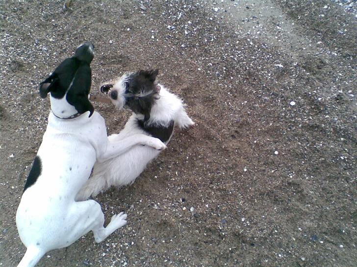Dansk svensk gaardhund **Hundsen** - Ved stranden... det går lidt vildt for sig ;) billede 13