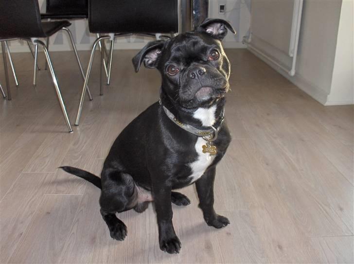 Blanding af racer Uffe - Ja, han er lige så fræk som han ser ud! :o) billede 3