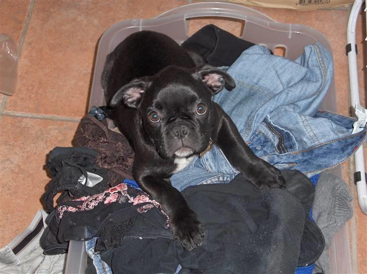 Blanding af racer Uffe - "Må jeg godt ligge her, hva mor...??" billede 4