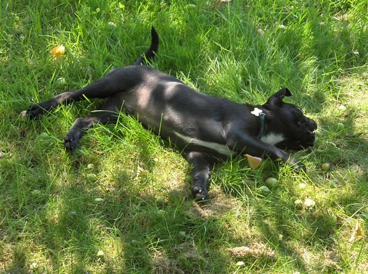 Blanding af racer Uffe - Ahhh... Varmen er lige til at klare her i skyggen :-) billede 5